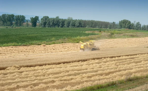 Harvest wheat field — Stock Photo, Image