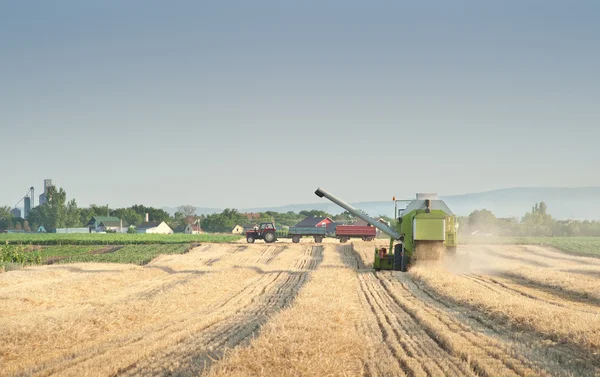 麦畑の収穫 — ストック写真