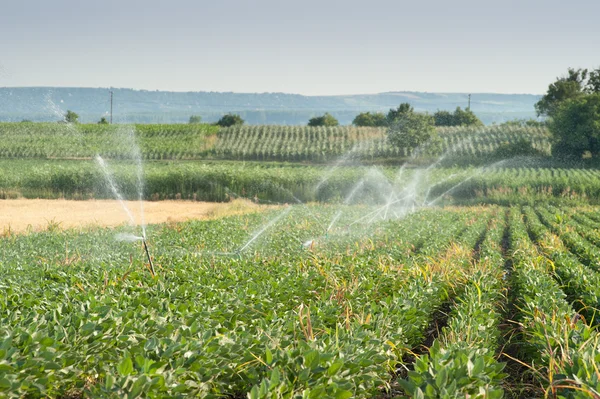 Irrigating of soy beans — Stock Photo, Image