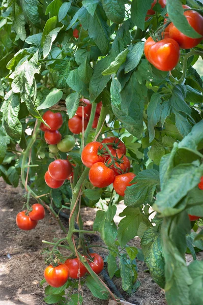 Growth red tomato — Stock Photo, Image