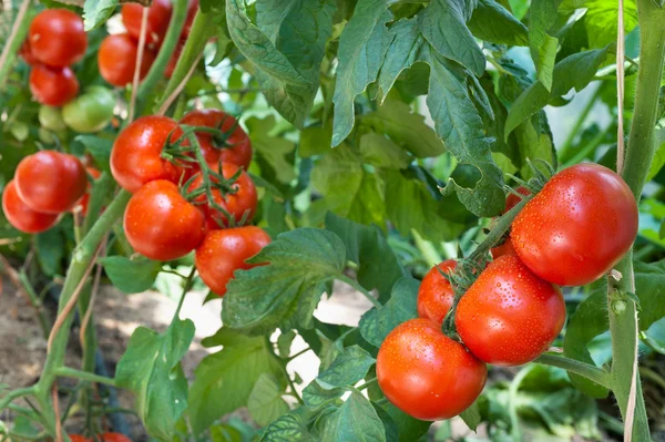 Growth tomato Stock Photo