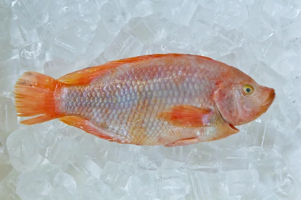 stock image Fresh Frozen Fish For sale