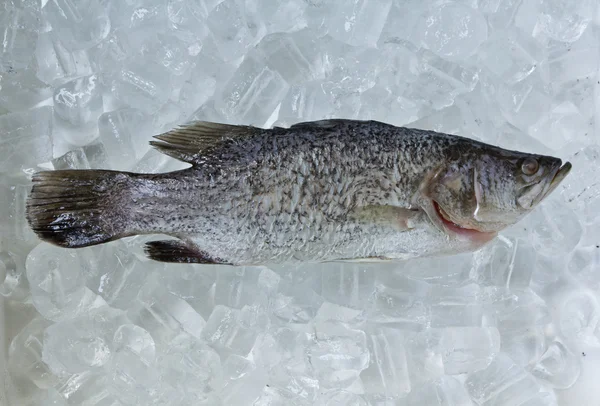 stock image Fresh Frozen Fish For sale