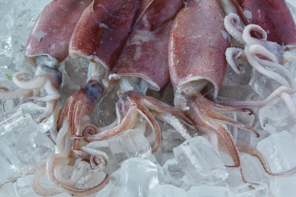 Fresh squid on ice — Stock Photo, Image