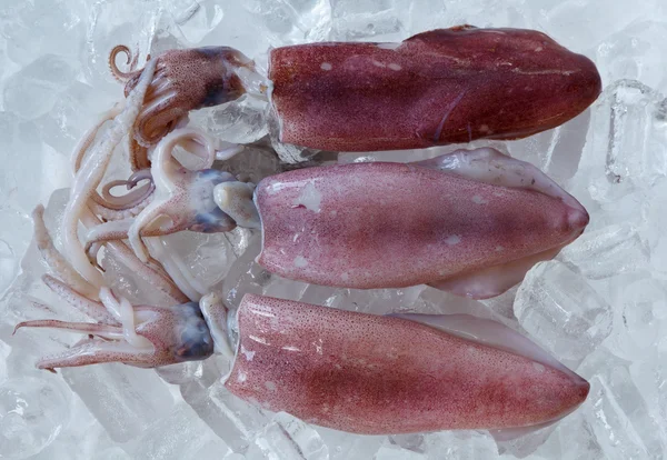 stock image Fresh squid on ice