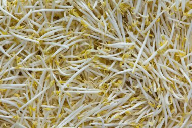 Organic Mung Bean Sprouts clipart