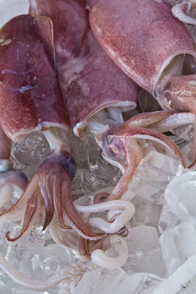 Calamari freschi su ghiaccio — Foto Stock