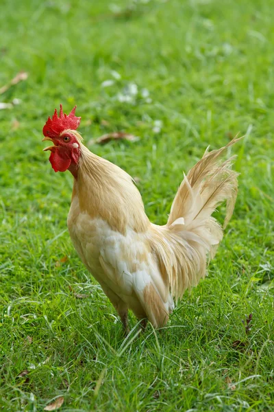 Stock image Cock crowing