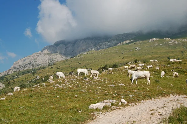 Pastwisko dla bydła — Zdjęcie stockowe