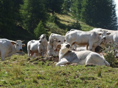 Col de tende 6 çayıra