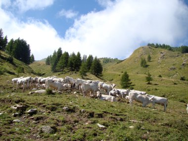 Col de tende 7 çayıra