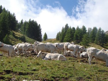 Col de tende emekliye