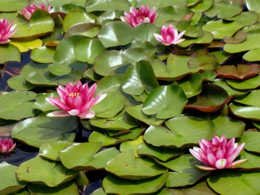 Pink water lilies clipart