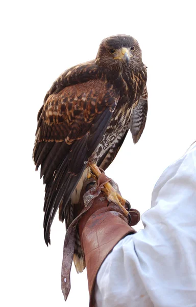 Falcon en mano de halconero — Foto de Stock