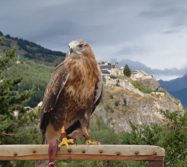 stock image Falcon and castle