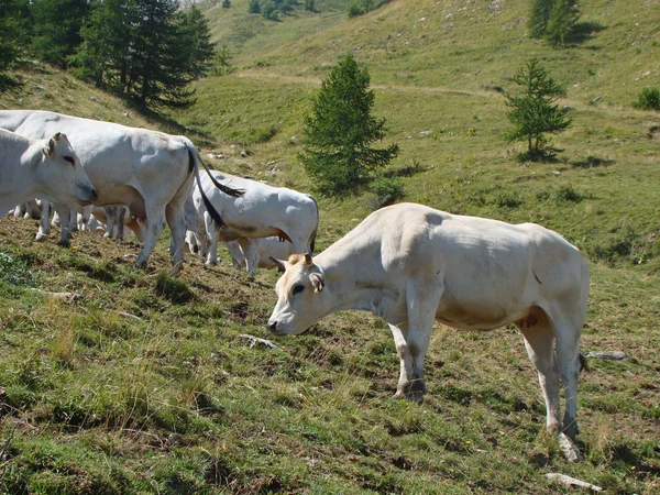 Pasture on Col de Tende 2 — Stock Photo, Image