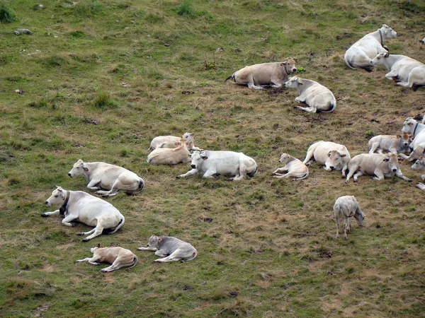 stock image Pasture on Col de Tende 4