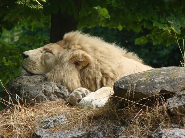 Lion endormi 1 — Photo