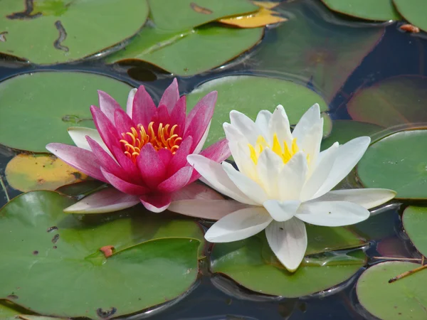 White and Pink water lilies — Stock Photo, Image