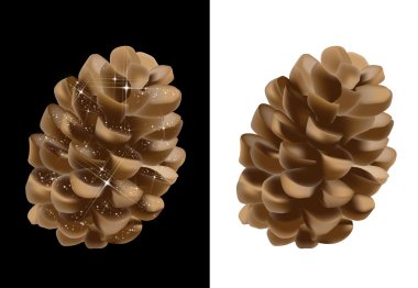 Pine cones clipart