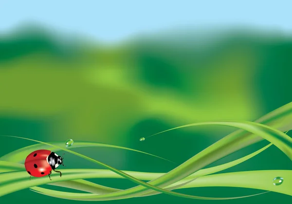 Lieveheersbeestje op gras — Stockvector