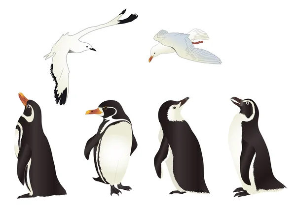 Pingüinos y gaviotas — Archivo Imágenes Vectoriales