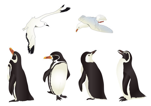 Пингвины и чайки
