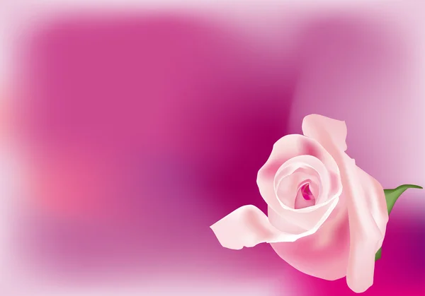 ピンクのバラのつぼみ — ストックベクタ