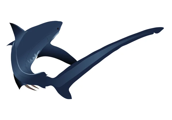 Tubarão isolado sobre fundo branco — Vetor de Stock