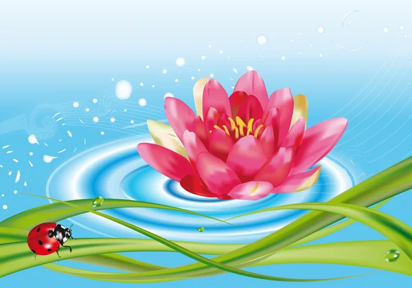 Water lily and ladybug — Stock Vector