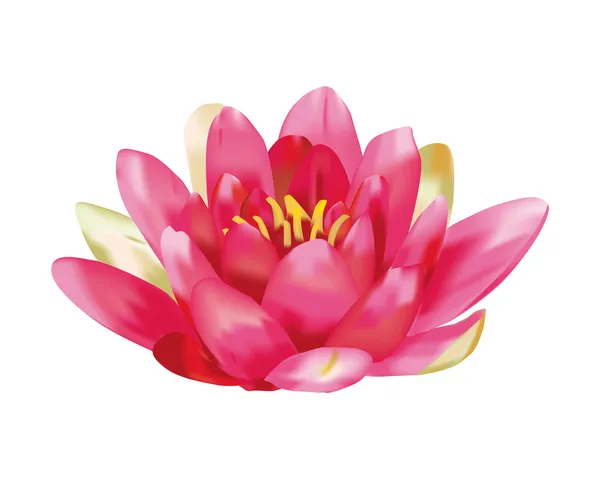 Water lily vector — Stock Vector