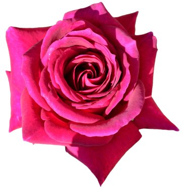 Rose blossom clipart