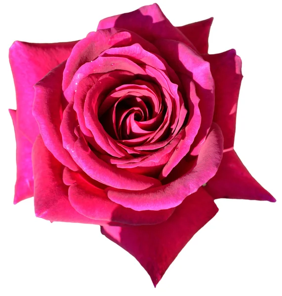 Flor de rosa Imagen de archivo