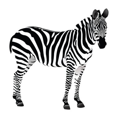 Balack and white Zebra clipart