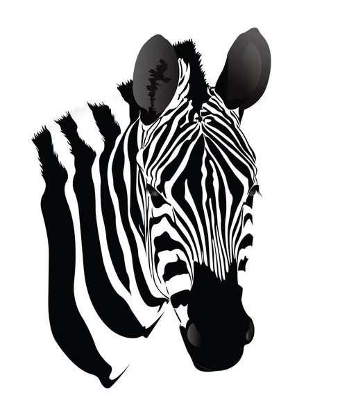 Balack i biała zebra — Wektor stockowy