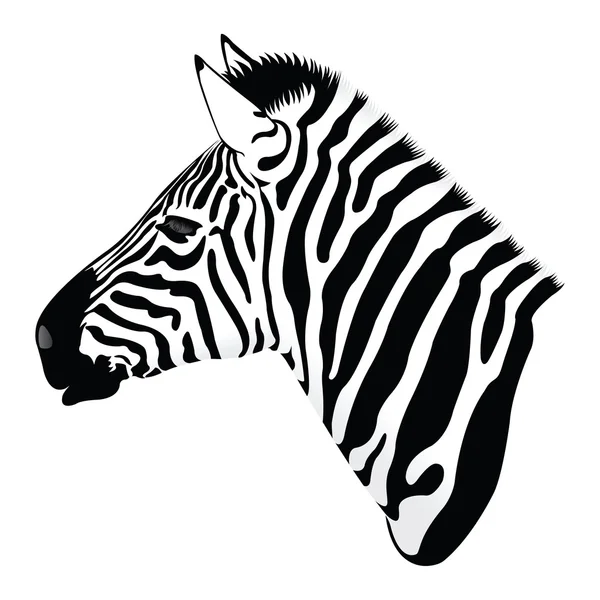 Balack e Zebra branca — Vetor de Stock