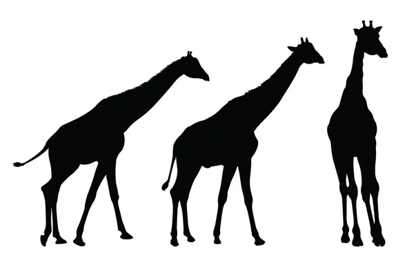 Zürafa siluet — Stok Vektör