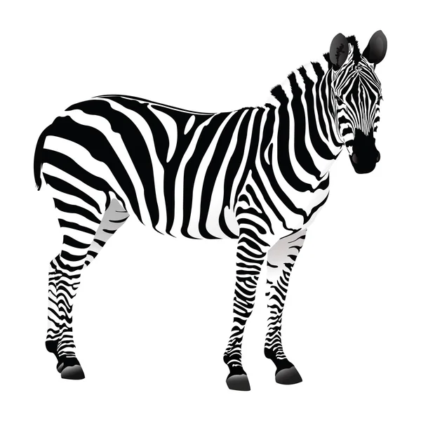 Balack och vit zebra — Stock vektor