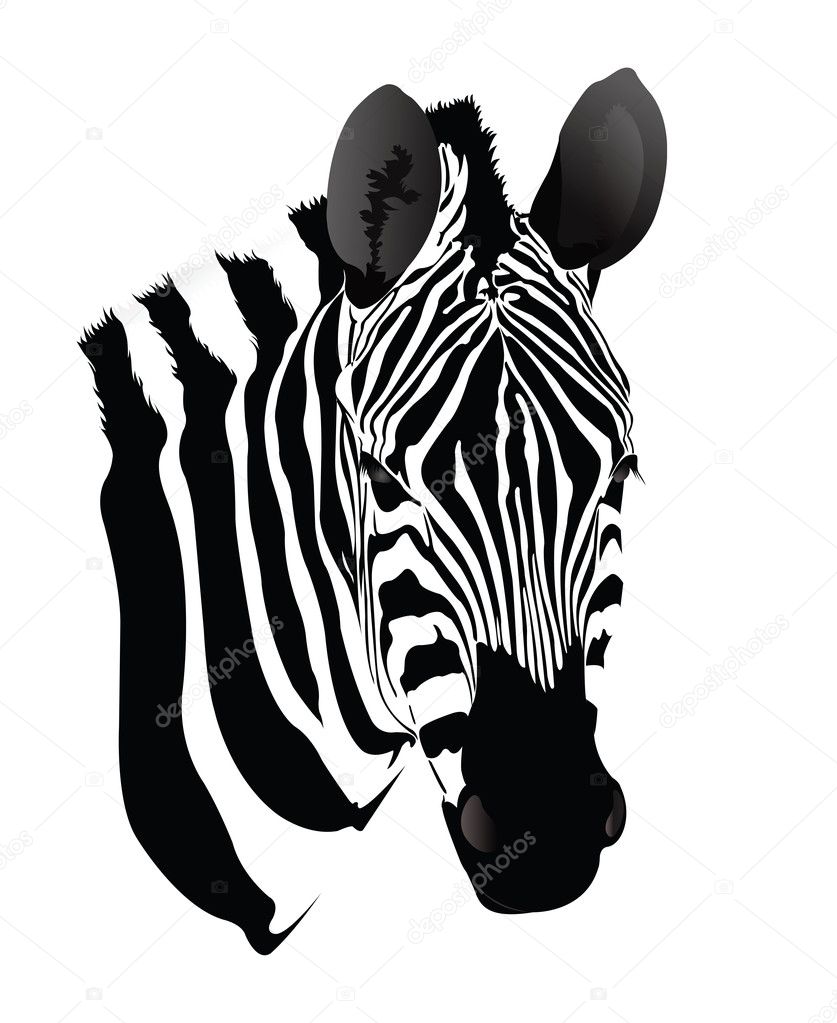 Como fazer desenho realista de zebra: 5 de 5 