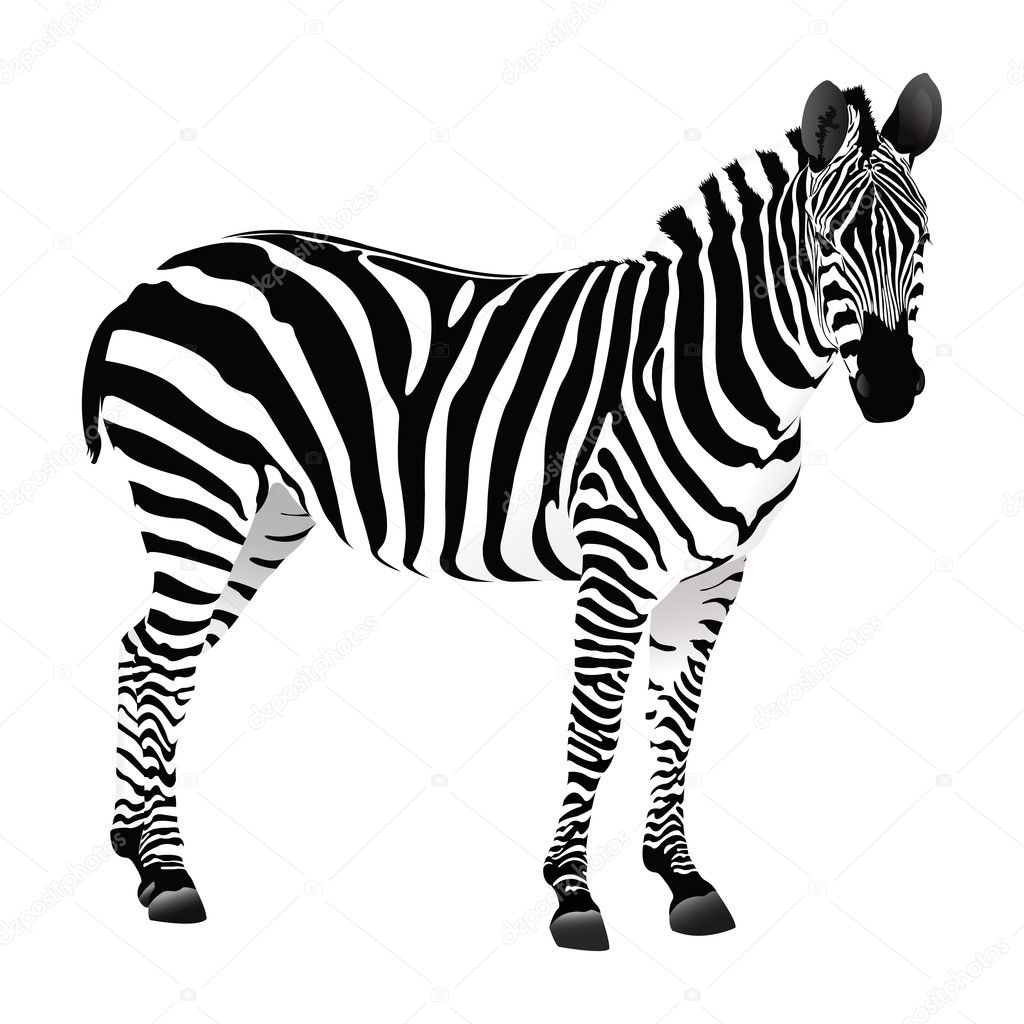 Balack and white Zebra