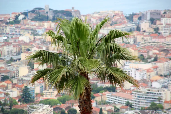 Palm in Cannes, film festival — Stock Photo, Image