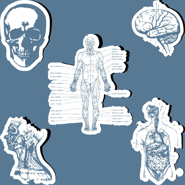 Menschliche Anatomie — Stockvektor