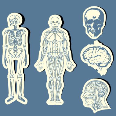 Human anatomy clipart