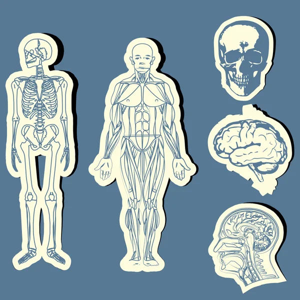 Anatomía humana — Vector de stock