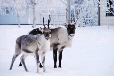 Reindeers in snow front of house clipart