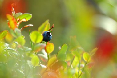 Mavi berry Dalı bahçedeki yaprakları ile