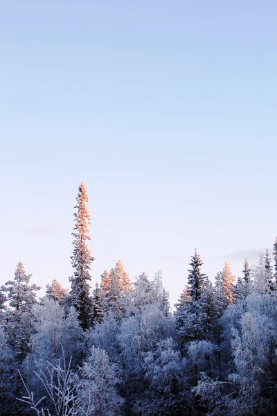 Upp i vinter rimfrost och snö täckta spruce trädet i solljus — Stockfoto