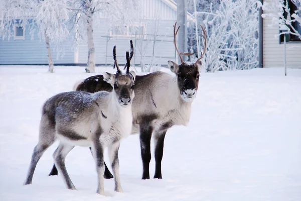 Reindeers in snow front of house — Stock Photo, Image