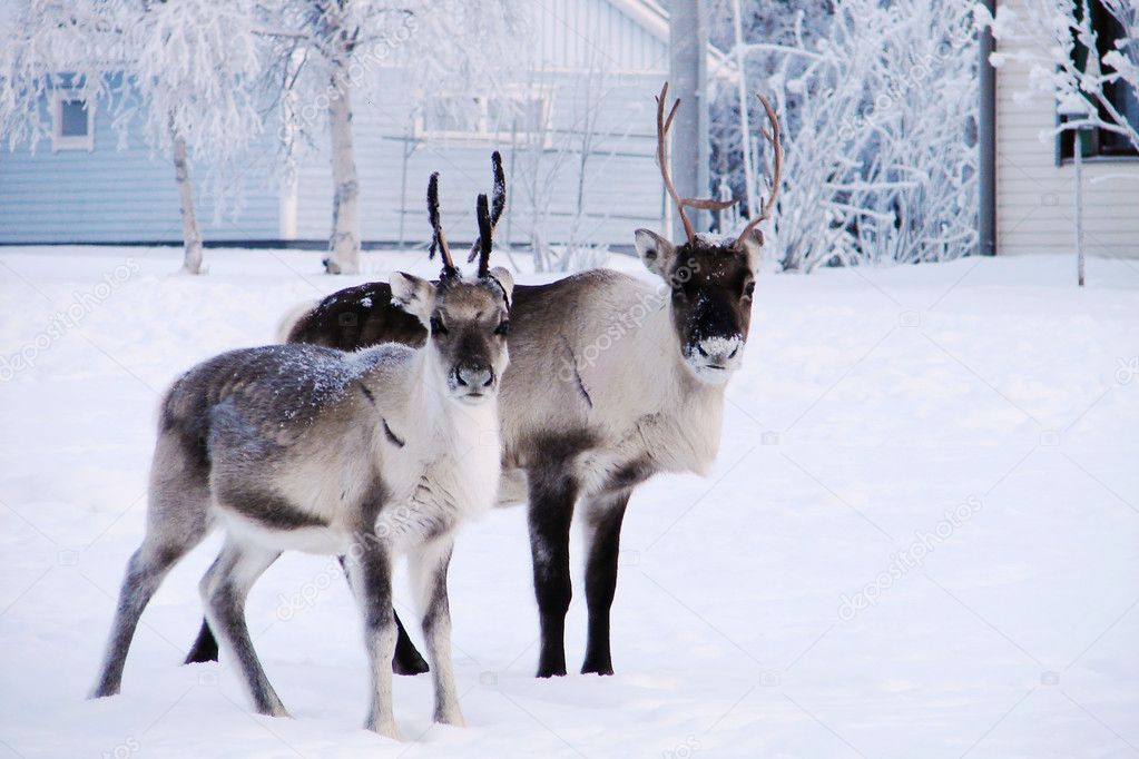 Reindeers in snow front of house