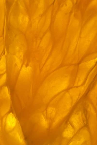 Orange Slice Makrohintergrundbeleuchtung — Stockfoto
